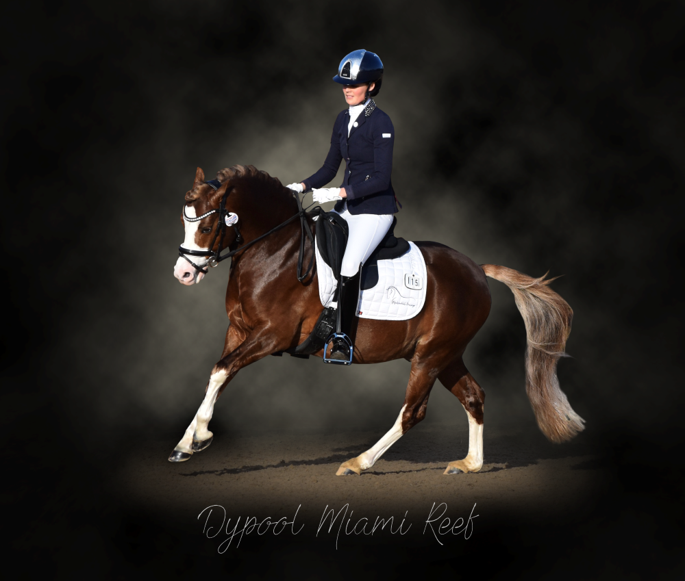 Dypool Miami Reef - Stallion AI Services - Dypool Miami Reef - Stallion AI Services -